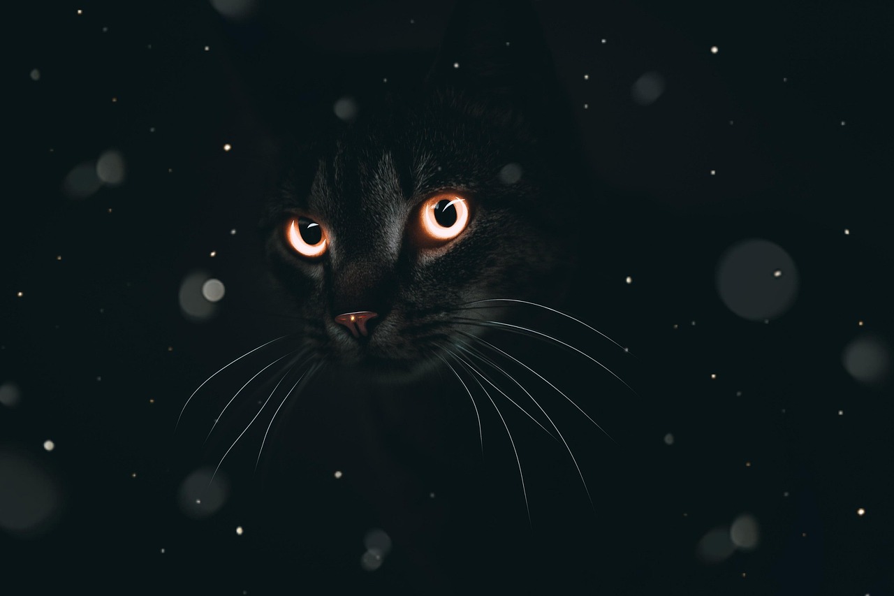 A black cat with glowing eyes